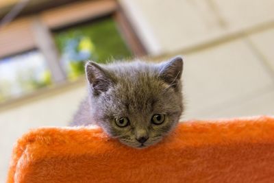 Close-up portrait of cat