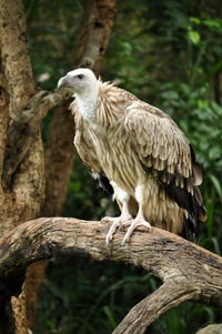 Bird perching on tree trunk