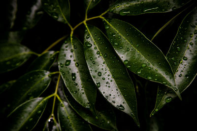 Close-up of wet plant leaves during rainy season
