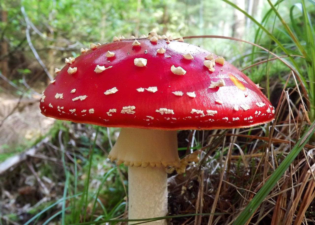 Mushroom red agaric beautiful nature wonder magic fairytale