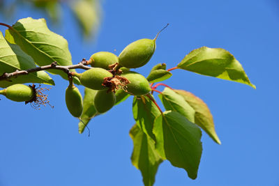 Low angle view of fruits on tree