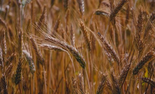 Close-up of wheat growing on field