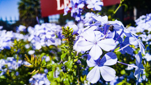 Close-up of blue flowers blooming in field