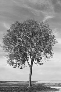 Tree against sky