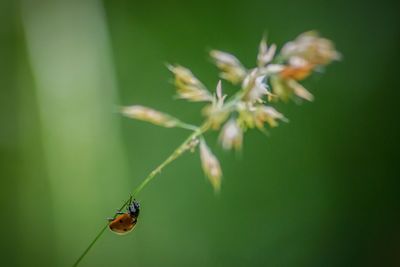 Close-up of insect on flower