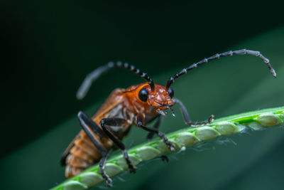 Close-up of insect on leaf