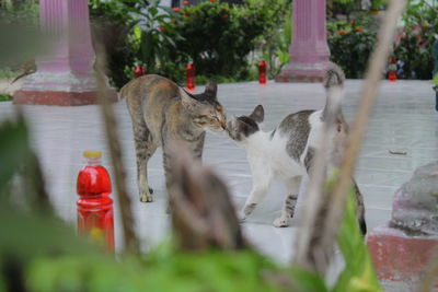 Cat drinking from a horse