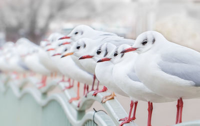 Close-up of seagull