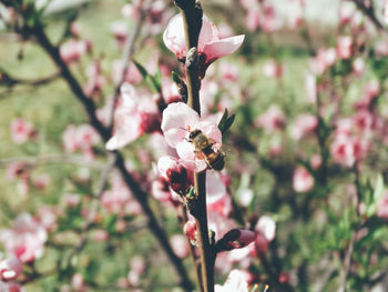 Close-up of pink flowers on branch