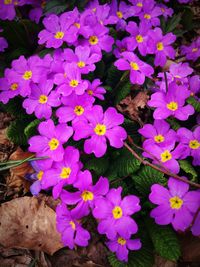 High angle view of insect on purple flowering plants