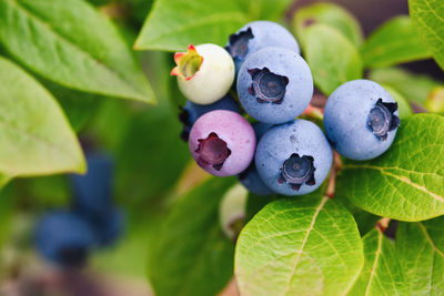 Close-up of fruits growing on plant