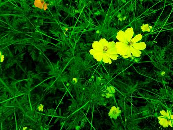 High angle view of yellow flowering plant on field