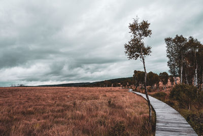 Moorland landscape of the high fens in autumn, belgium.