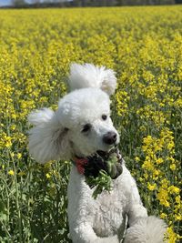 Poodle in the summertime - white poodle in a flower field