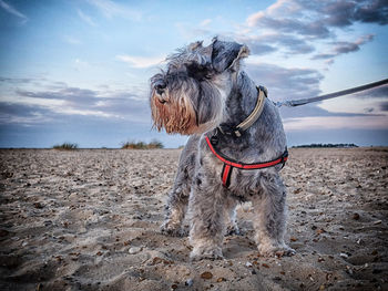 Dog standing on beach against sky