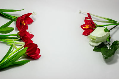 Close-up of red roses against white background