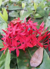 Close-up of red flowers blooming outdoors