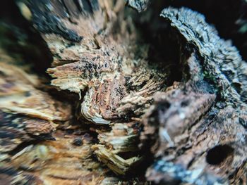 Close-up of tree trunk