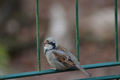 Close-up of bird perching outdoors