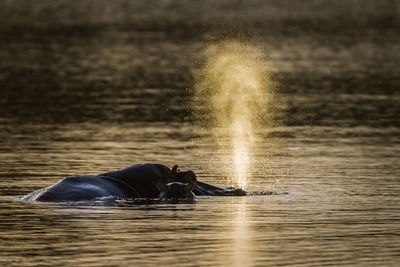 View of turtle swimming in lake