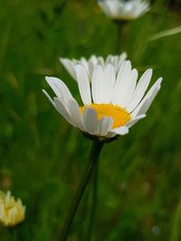 Close-up of white flower