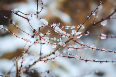 Close-up of snow on tree during winter