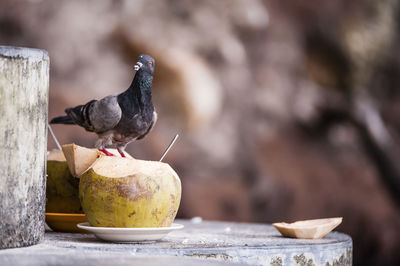 Close-up of pigeon on coconut at table