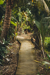 Footpath amidst trees in forest