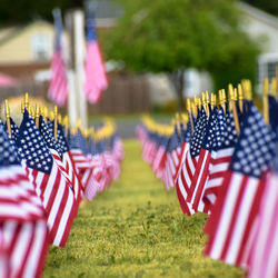 Close-up of flags against blurred background