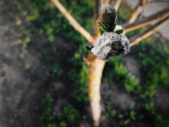 Close-up of mushroom growing outdoors