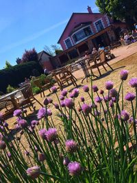 Purple flowering plants by building against sky