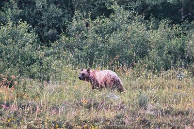 Side view of horse on landscape