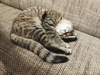 High angle view of cat sleeping on sofa