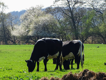 Horses grazing in a field