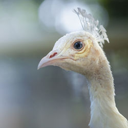 Close-up of a bird