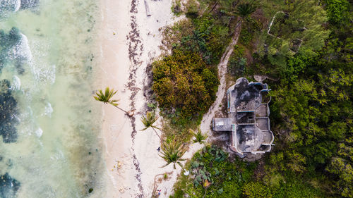 High angle view of trees by plants