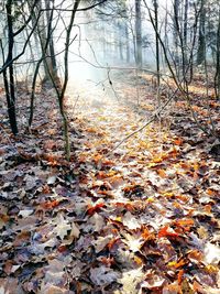 Autumn leaves in lake