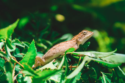 Close-up of a lizard on plant