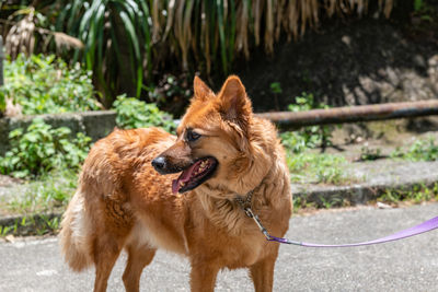 Portrait of dog looking away