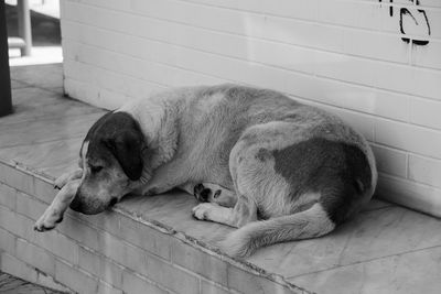 Dog relaxing on built structure