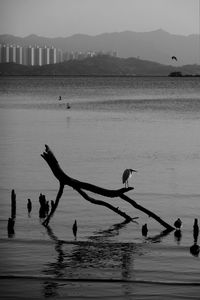 Birds on lake against sky