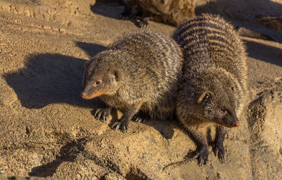 Iguana on sand