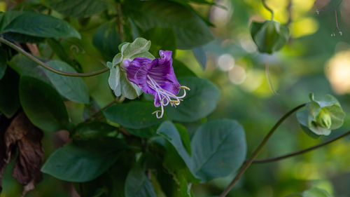 Close-up of purple flowering plant leaves