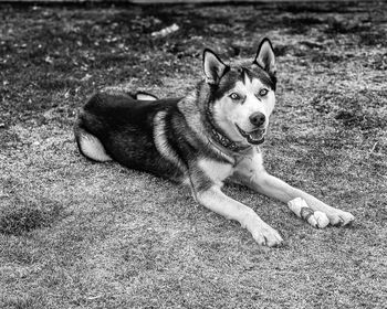 Portrait of dog lying on land