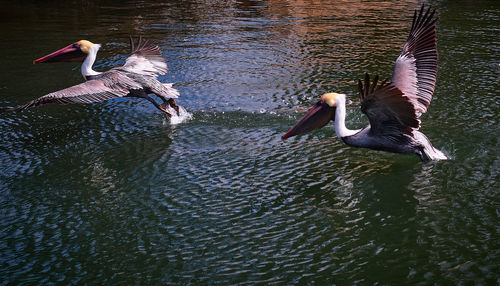 High angle view of birds in lake