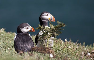 puffin