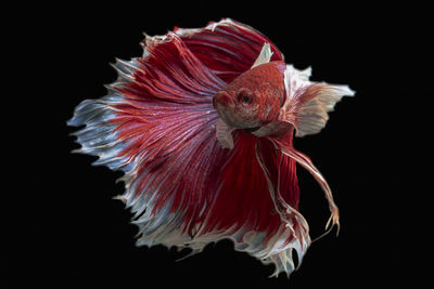 Close-up of red flower against black background