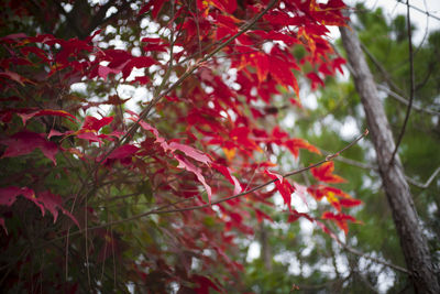 Low angle view of red leaves on tree