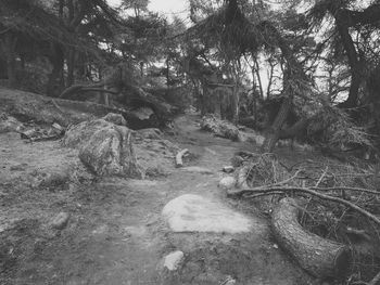 View of trees in forest