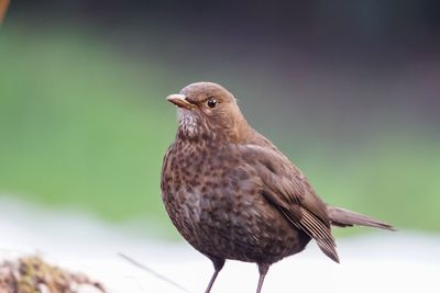 Close-up of bird perching outdoors